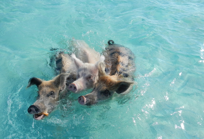 Exuma Pigs